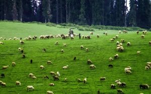 kashmir history and current issues