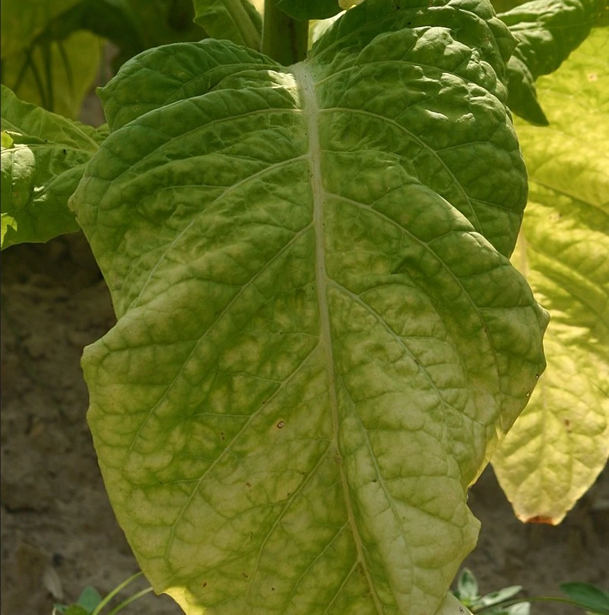 Tobacco leaf Deadly truth about cigarettes and tobacco addiction.