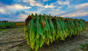 Tobacco leaf under process