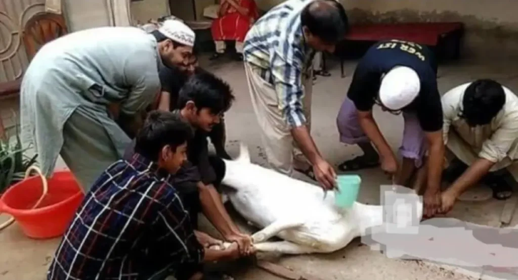 Bakrid animal sacrifice (Blog)