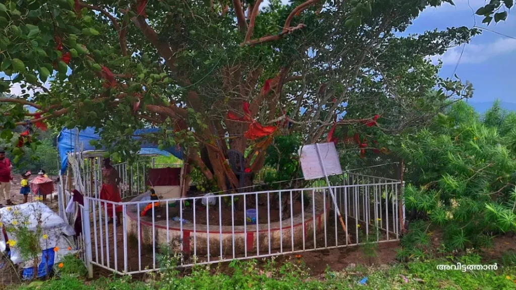 Chuttippara pathanamthitta peeppil tree