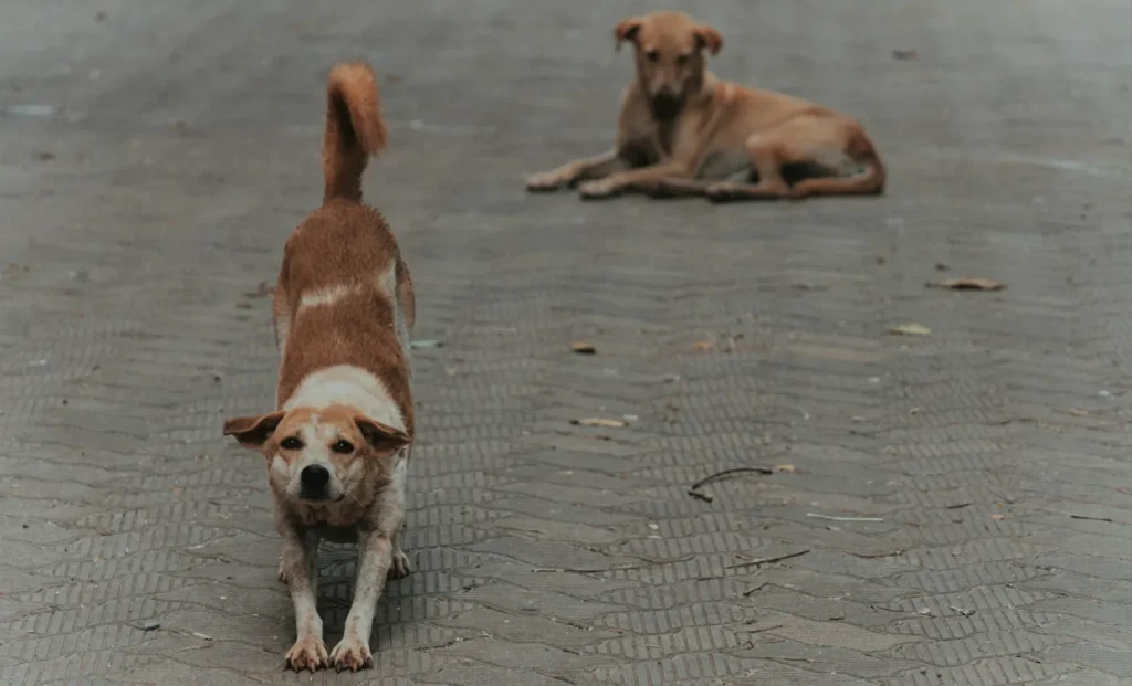 kerala rabies vaccination problem
