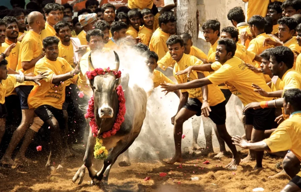 Jallikattu Cultural Warrior Tradition