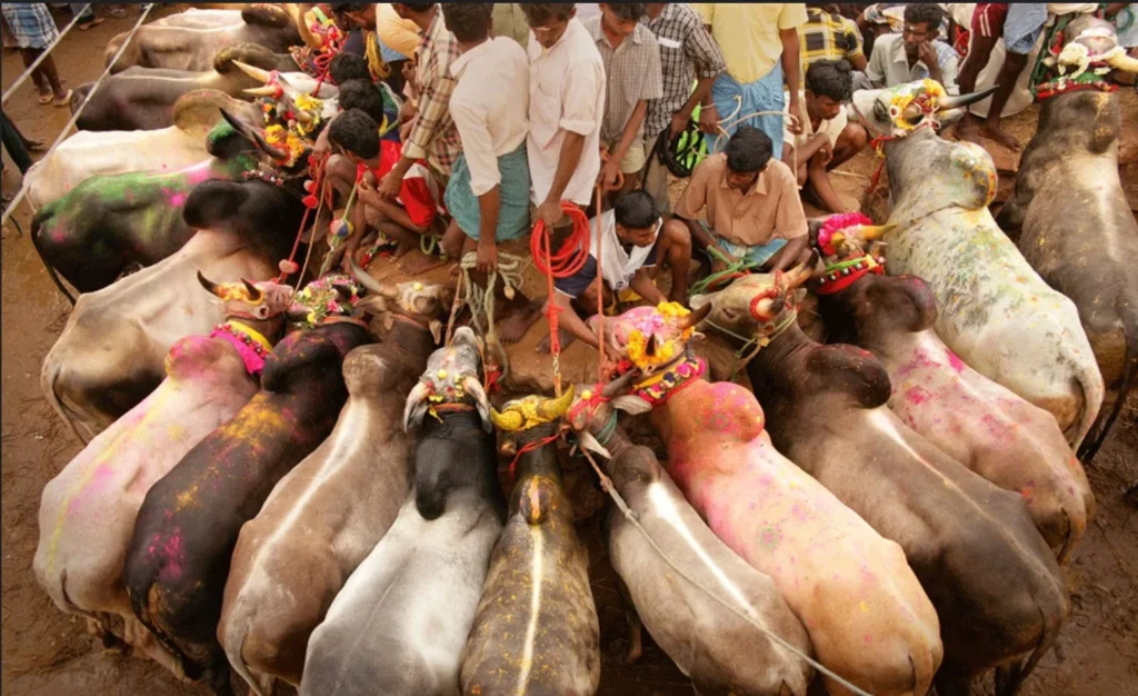 Jallikattu Cultural Warrior Tradition