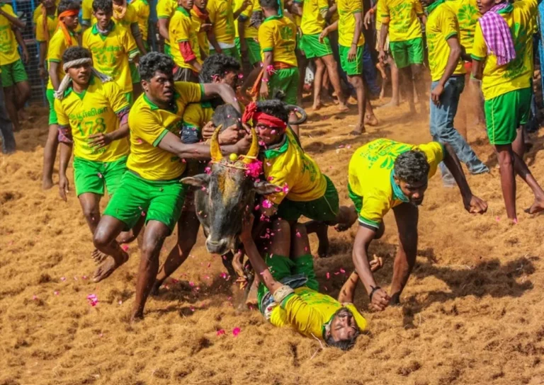 Jallikattu Cultural Warrior Tradition