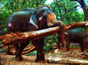 Konni elephant craal