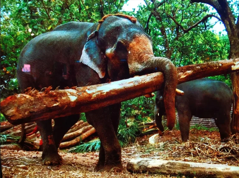 Konni elephant craal