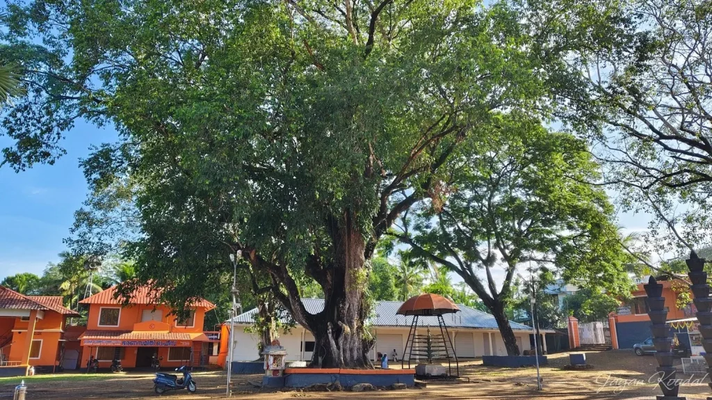 Jamun Tree Significance - Jambu Dweep Ayurveda