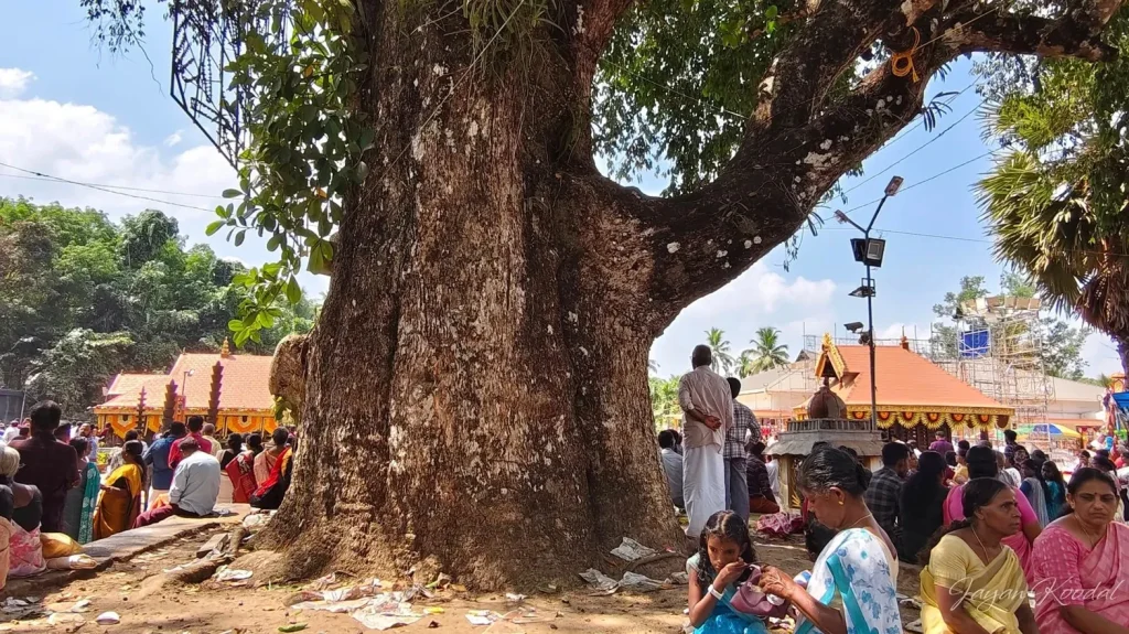 Njaval ezhamkulam