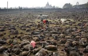 Animal sacrifice in Nepal