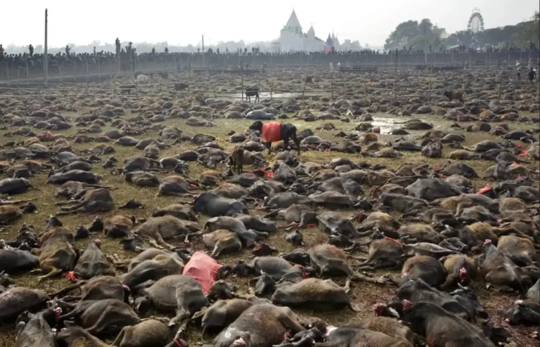 Animal sacrifice in Nepal