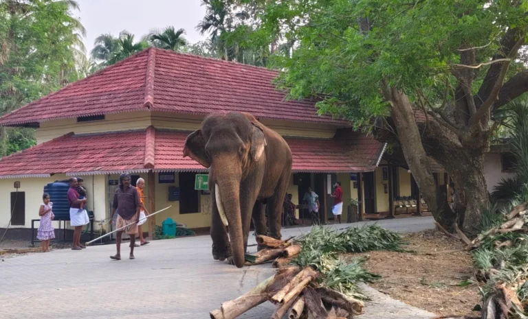 Punnathur Elephant Sanctuary Kerala