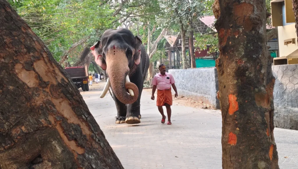 Punnathur Elephant Sanctuary Kerala