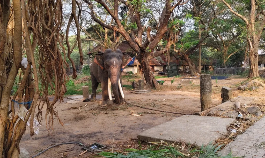 Punnathur Elephant Sanctuary Kerala