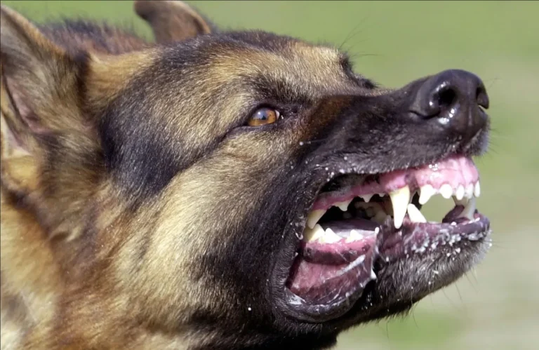 Stray dogs kerala problem rabies