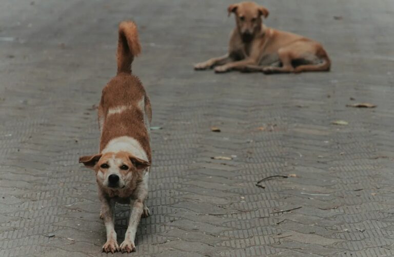 kerala street stray dogs rabies