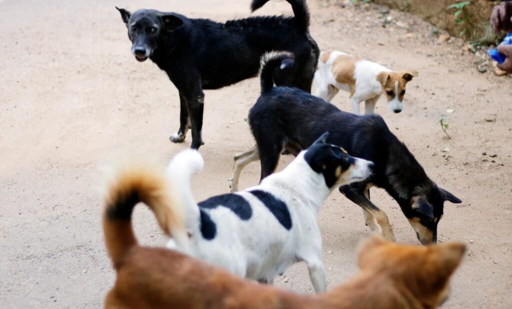 stray dogs threat human suffering