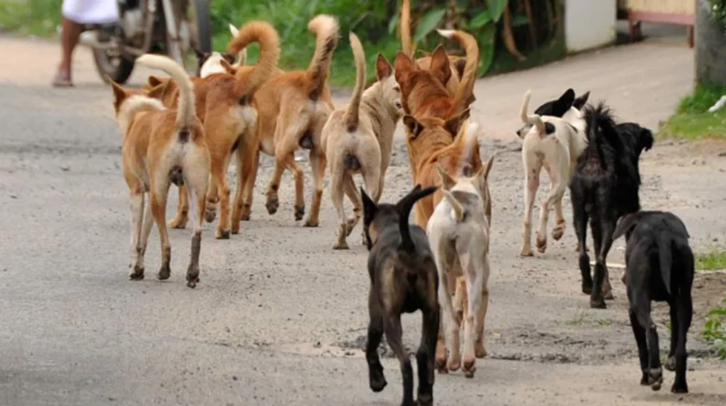Stray dog control models
