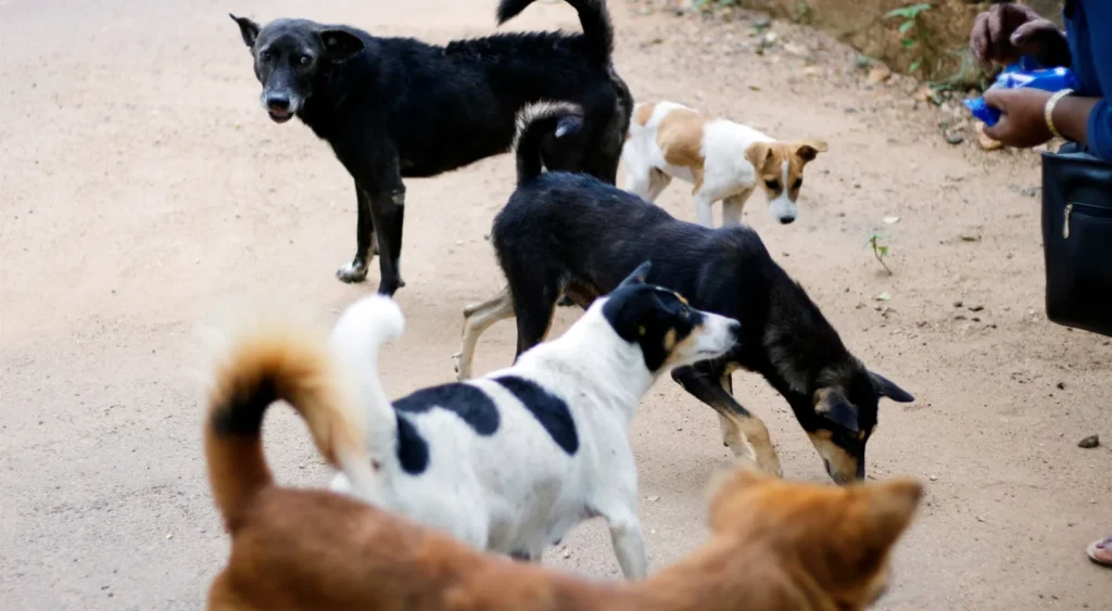 stray dogs kerala india